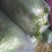 苦菊20~25cm