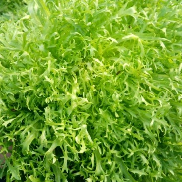 苦菊10~12cm