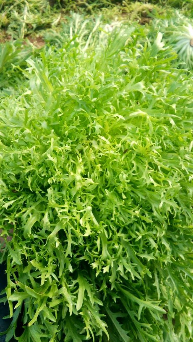 苦菊10~12cm
