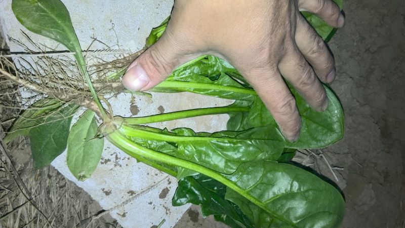大叶菠菜15~20厘米