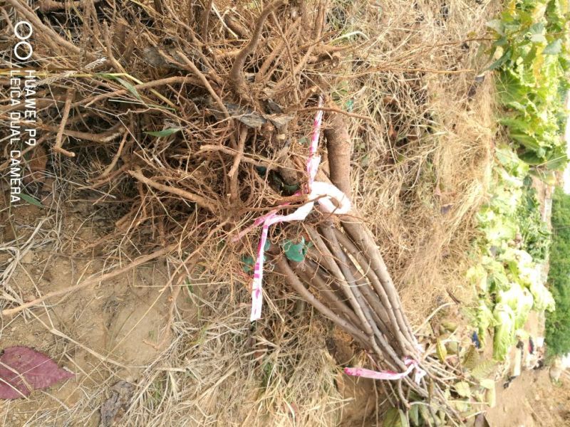 俄8樱桃苗基地**成活率高