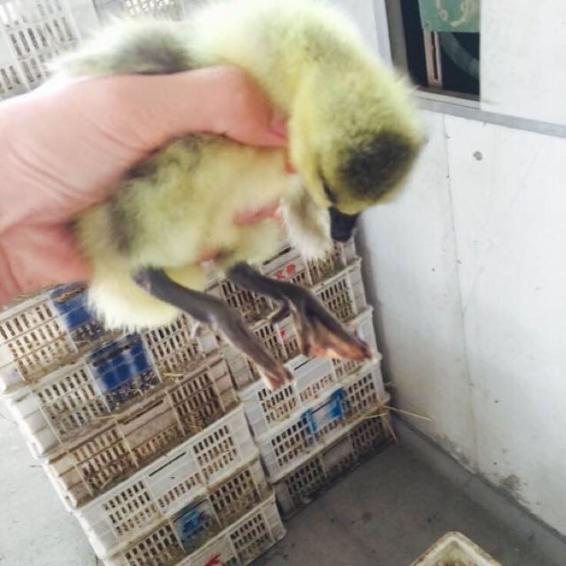 狮头鹅苗