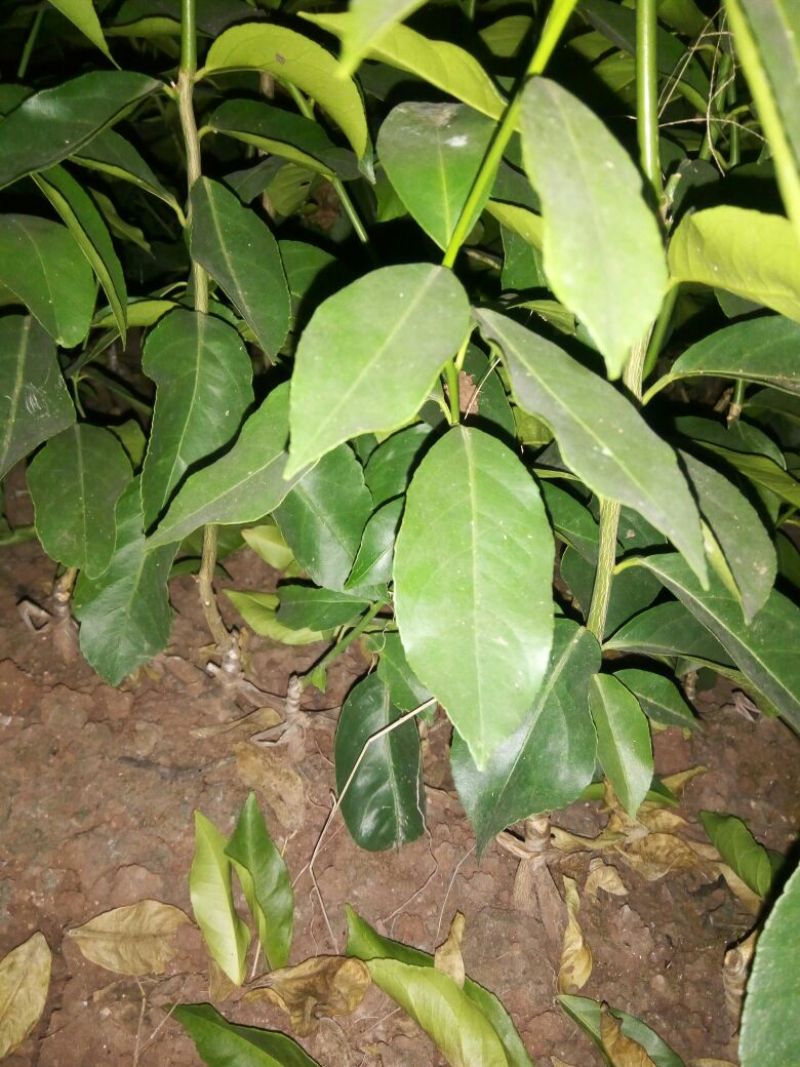 柠檬苗苗好无病，根系发达。