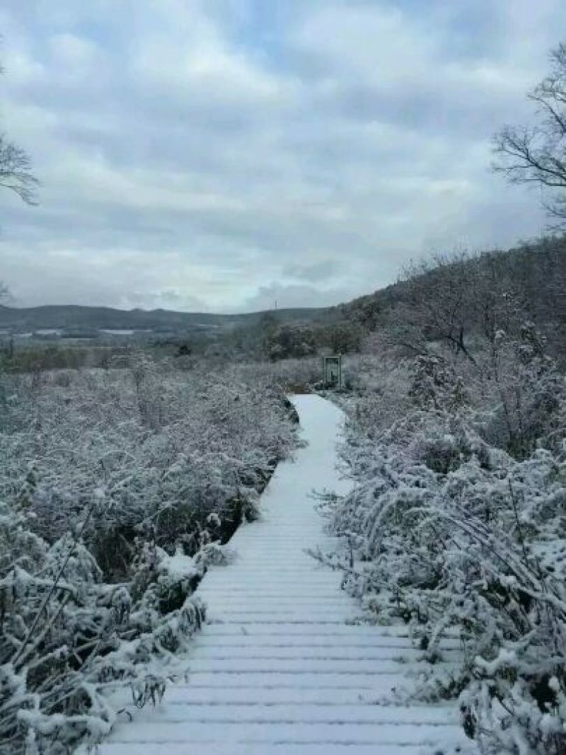 山核桃去皮干