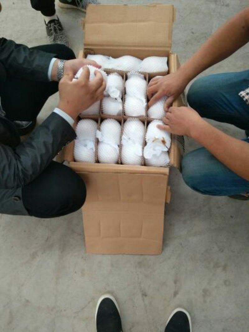 鸭梨450~500g纸箱
