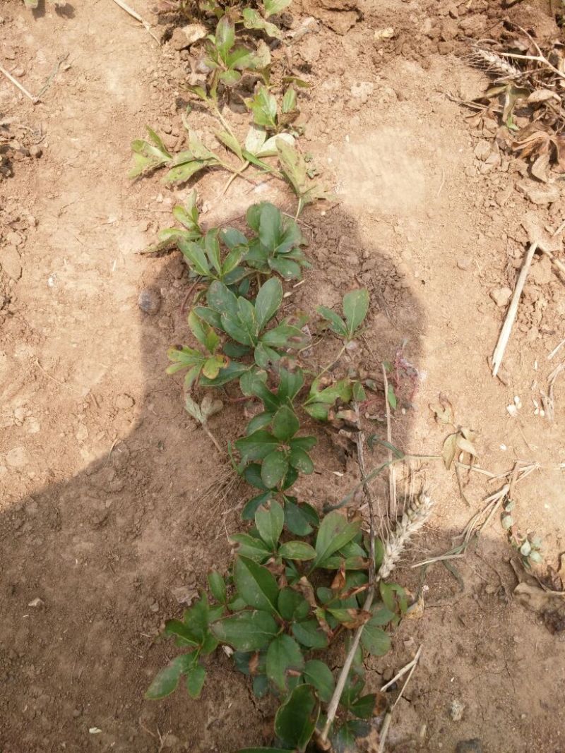 白芍种苗生茬地一公分以上的成活率高包技术！