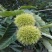 大红袍板栗苗30~50cm