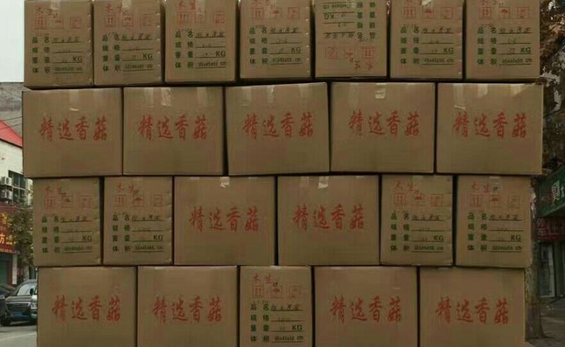 白面菇3cm以下