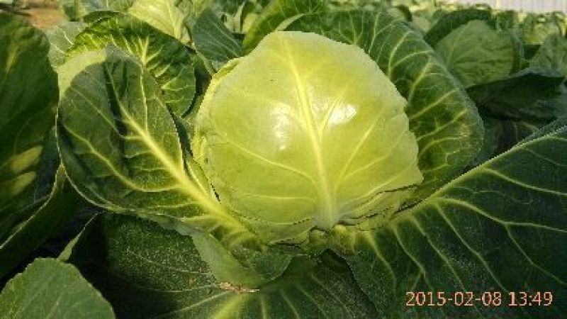 中甘11甘蓝