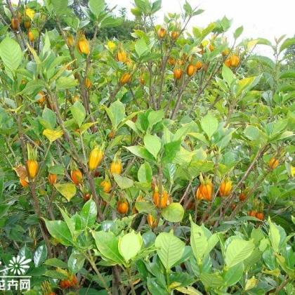 惠州东景农贸黄栀子批发_艳芳供应_一亩田农