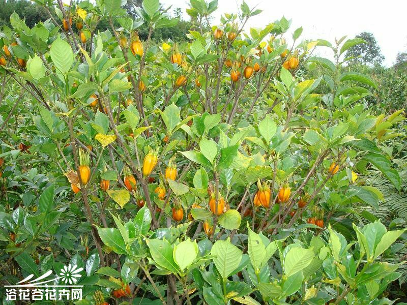 惠州东景农贸黄栀子批发_艳芳供应_一亩田农