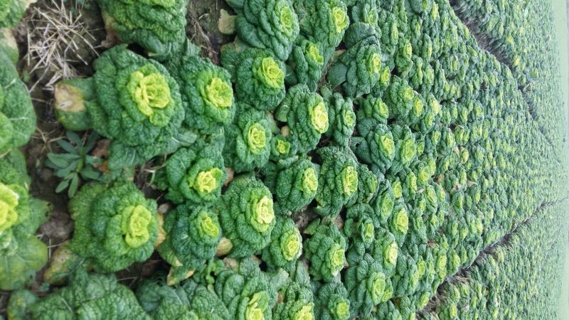 【牛商推荐】黄心菜白菜1~2斤/全国发货/欢迎咨询