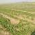 越冬菠菜10~15厘米