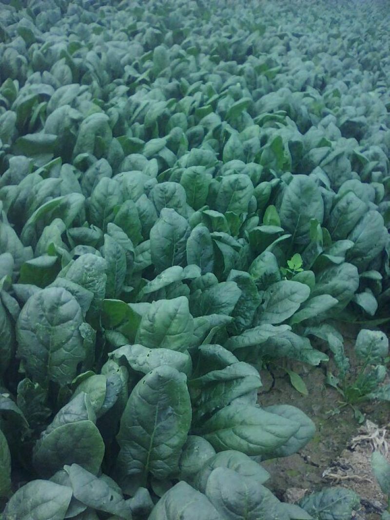 大叶菠菜15~20厘米