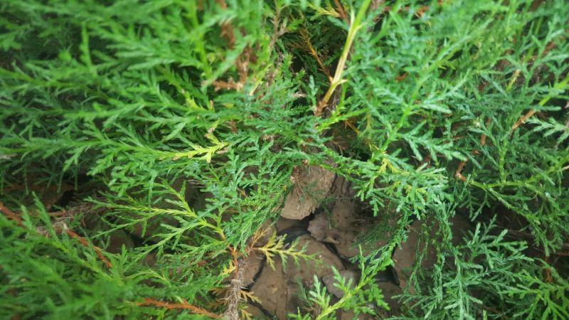 侧柏苗120cm以上