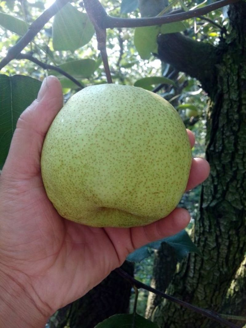砀山梨250~300g光果