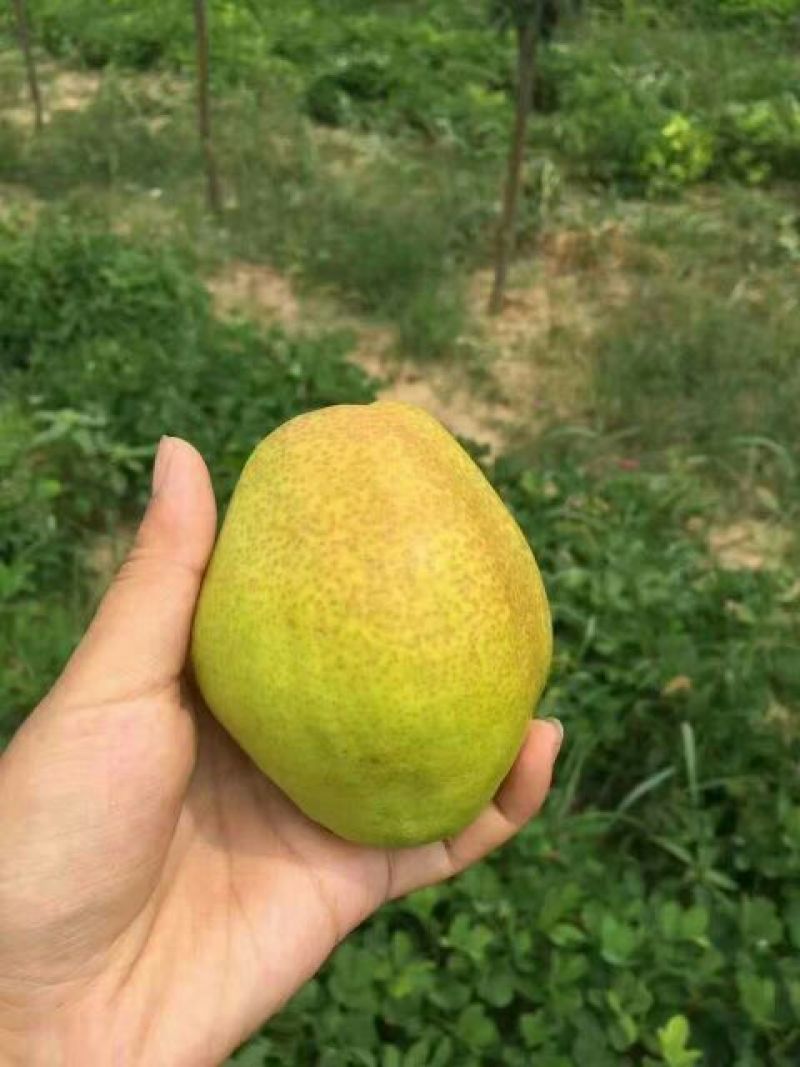 红香酥梨纸袋