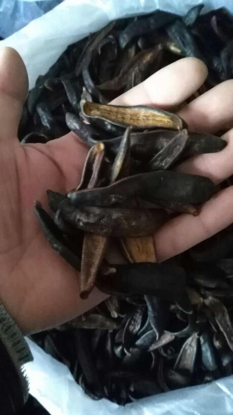 宽体金线蛭药用