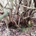 映山红10~15cm