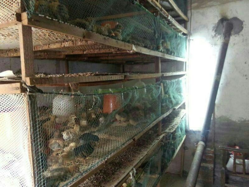 土鸡苗1斤以下