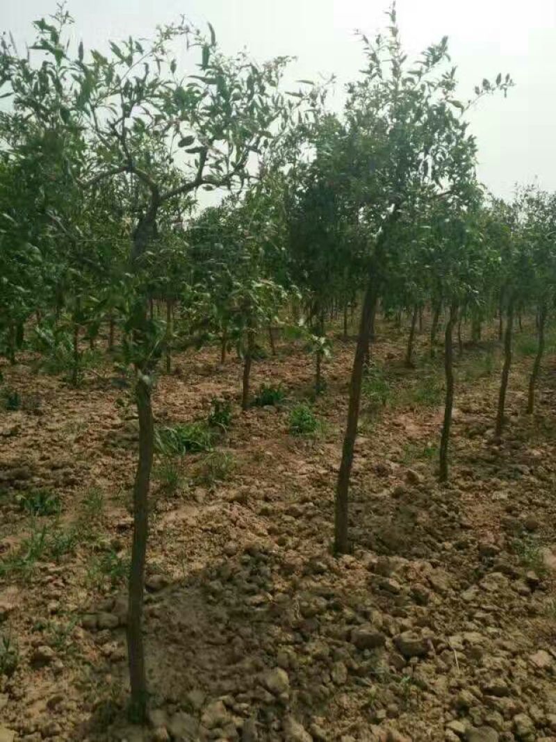金银花1米以下