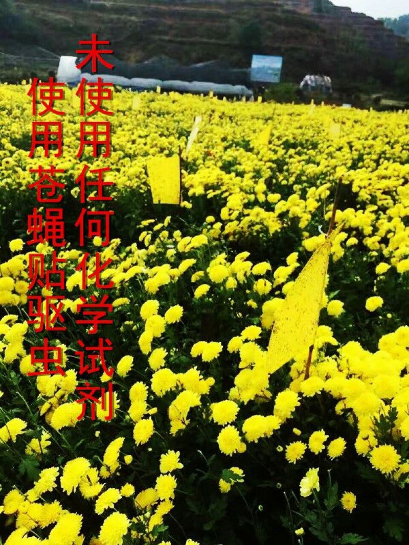 金丝皇菊苗，大量供应质优价廉通货，基地直发，包质量