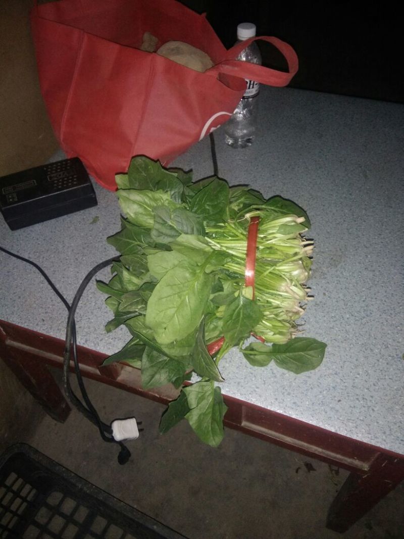 绿神菠菜20~25厘米