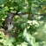 园蓝蓝莓2~4mm以上