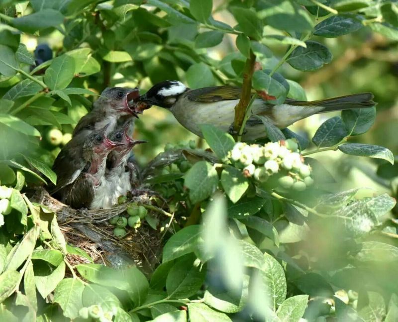 园蓝蓝莓2~4mm以上