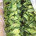 菠菜