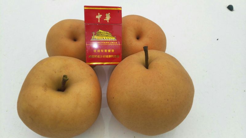 晚秋黄梨600g以上纸箱