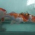 锦鲤鱼苗7两