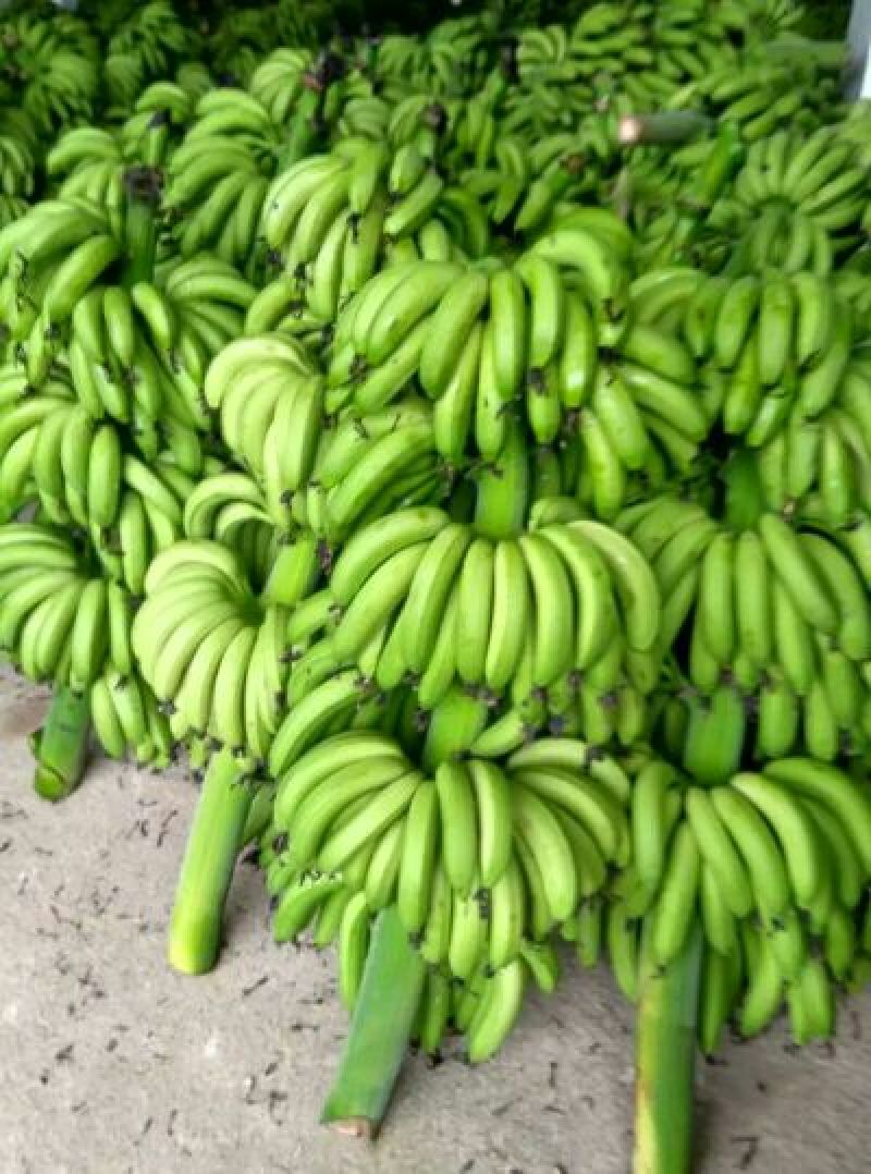 威廉斯香蕉八成熟