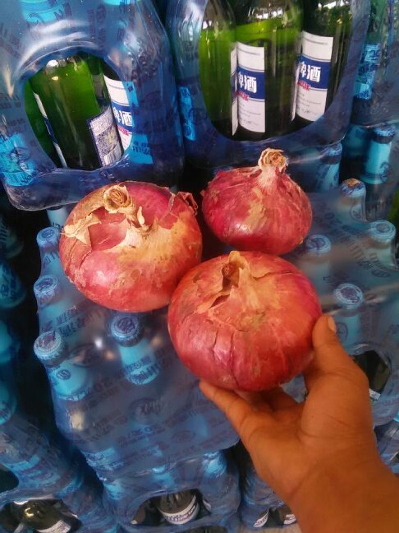 红皮洋葱8厘米以上