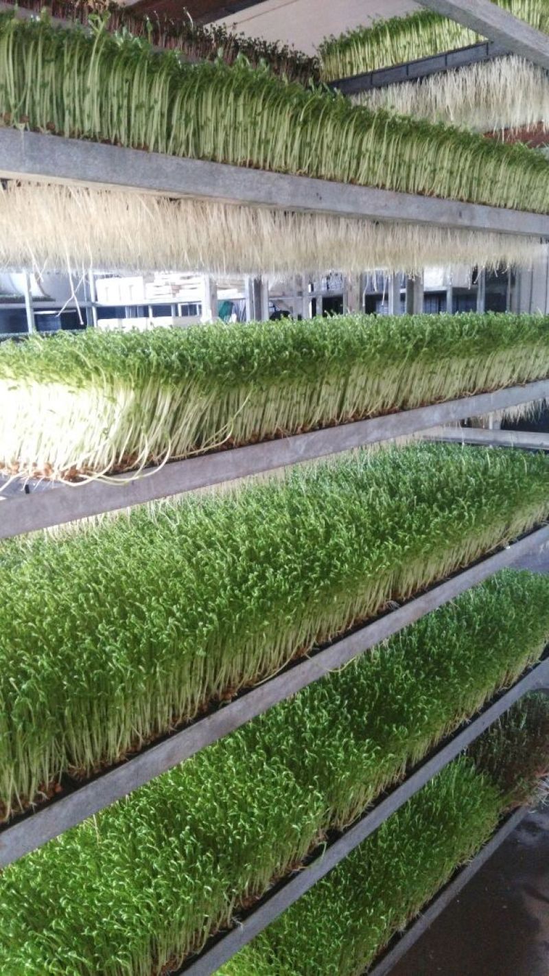 豌豆苗穴盘苗芽苗菜麻豌豆苗白豌豆苗