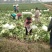 北京三号大白菜大量供应，价格低质量好