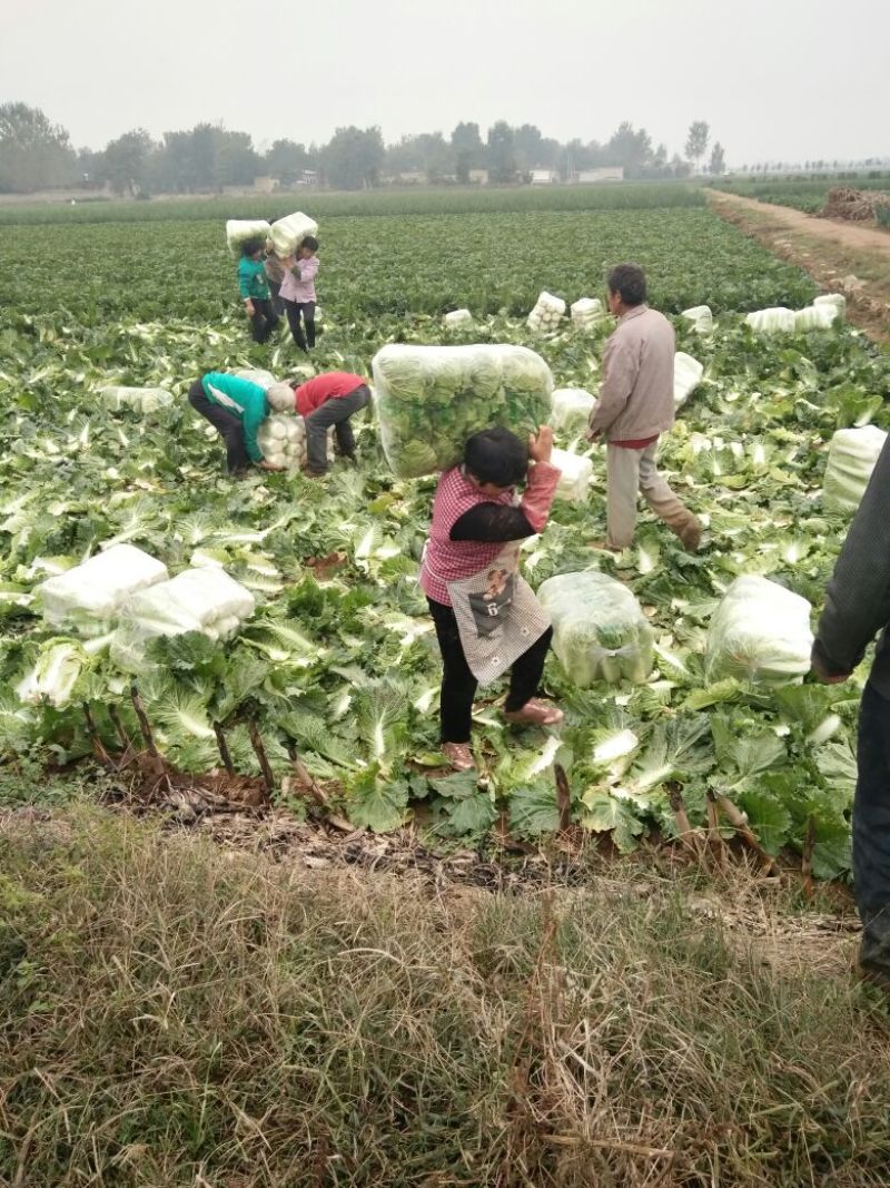 北京三号大白菜大量供应，价格低质量好