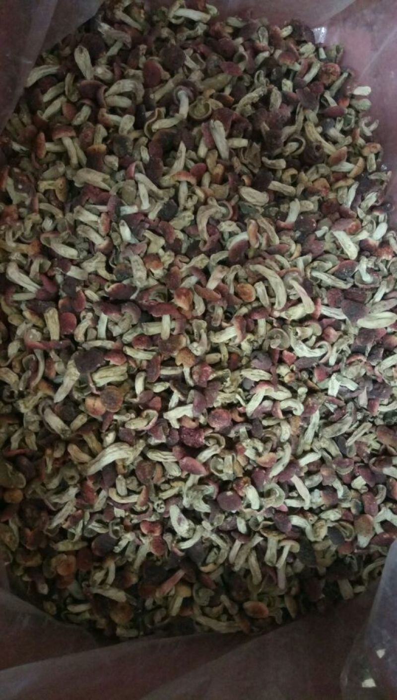 红菇