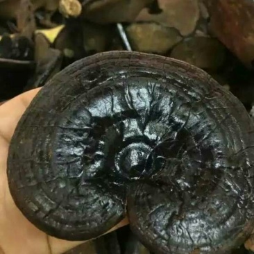药用灵芝野生黑统