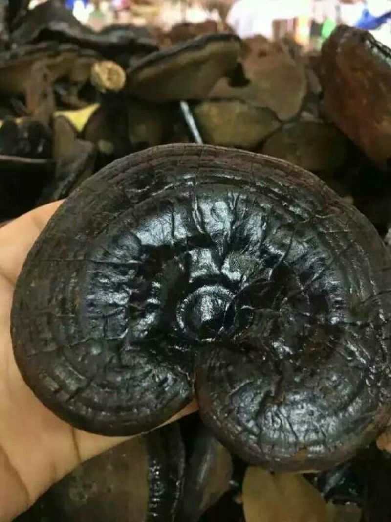 药用灵芝野生黑统