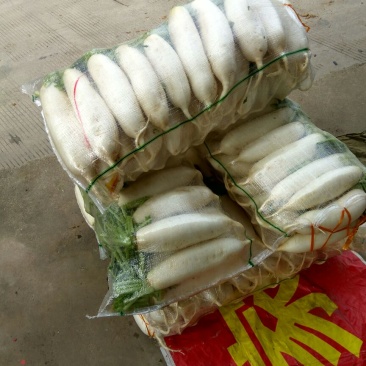 白萝卜1~1.5斤起