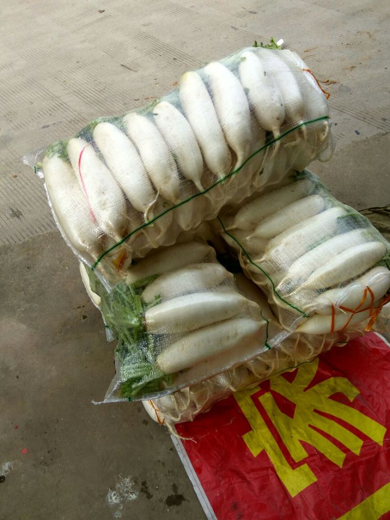 白萝卜1~1.5斤起
