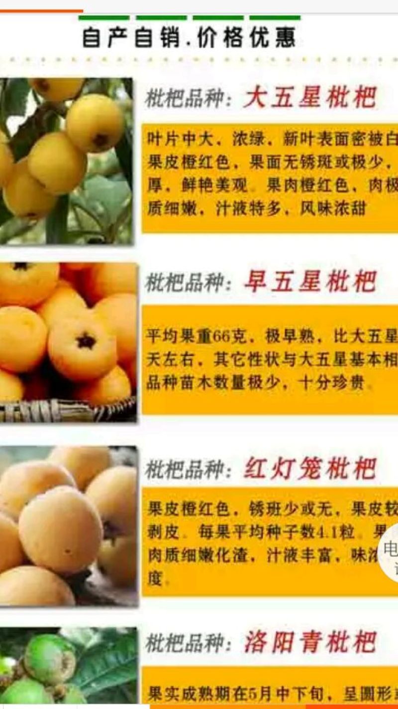 枇杷树苗10~20cm