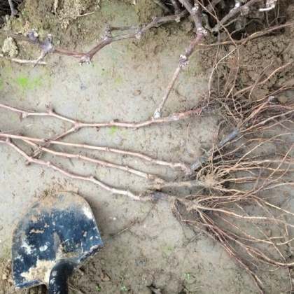 河北邯郸市鸡泽县葡萄树 50~80cm批发_王志强