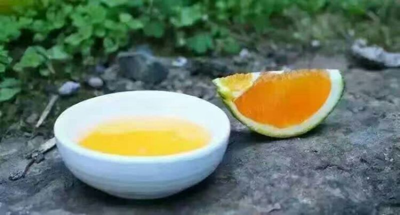 秭归脐橙九月红果冻橙