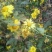 野菊花统货