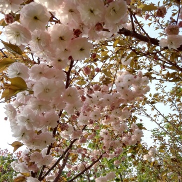 日本樱花4~6cm