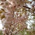 日本樱花4~6cm