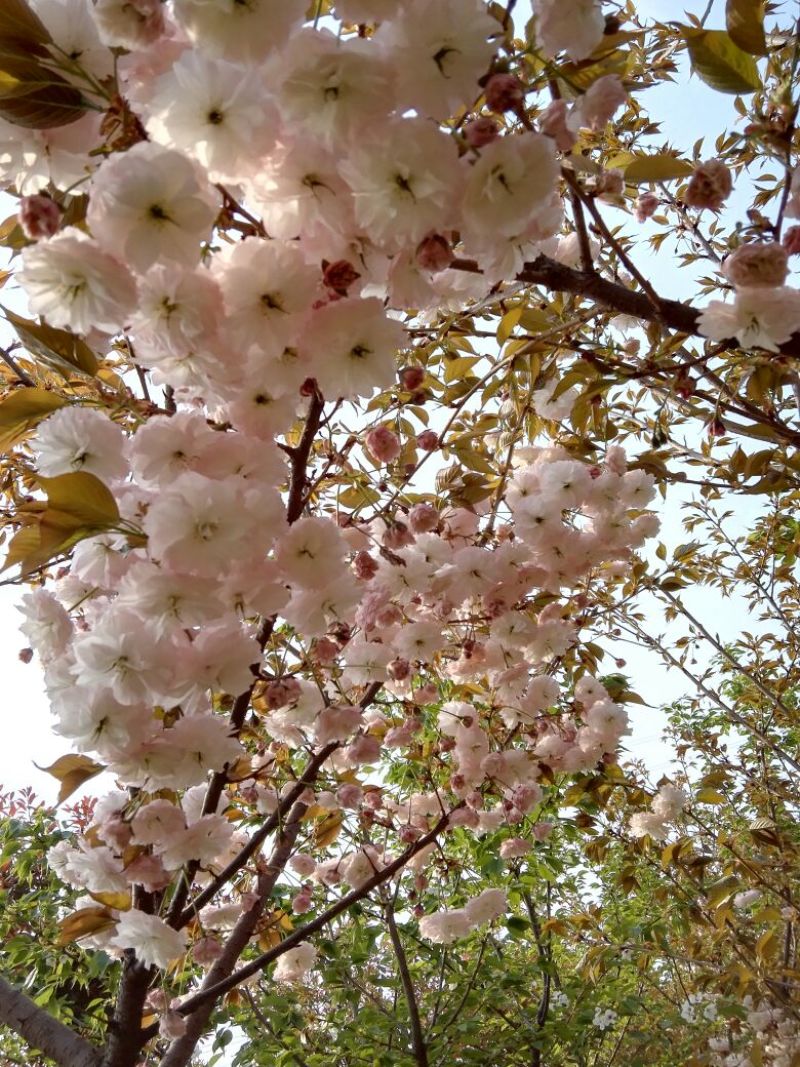 日本樱花4~6cm