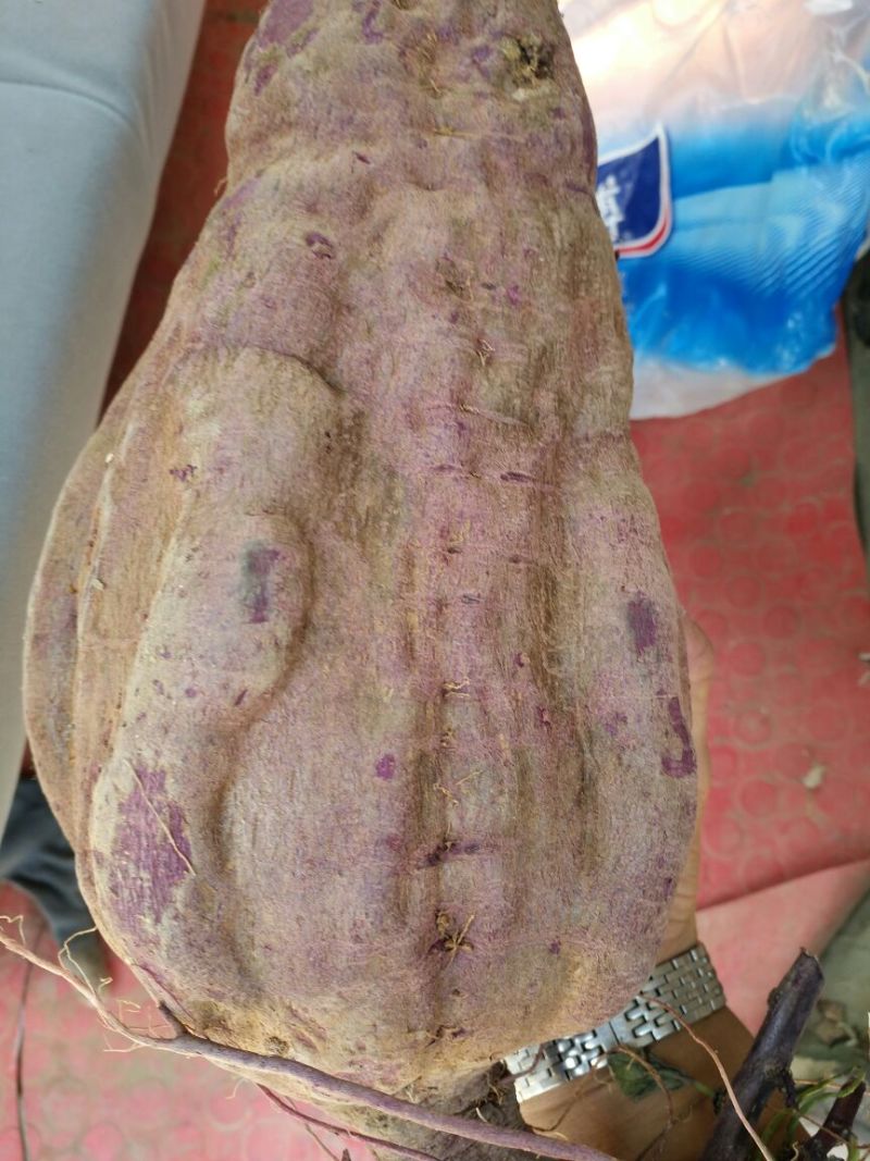 红薯淀粉袋装